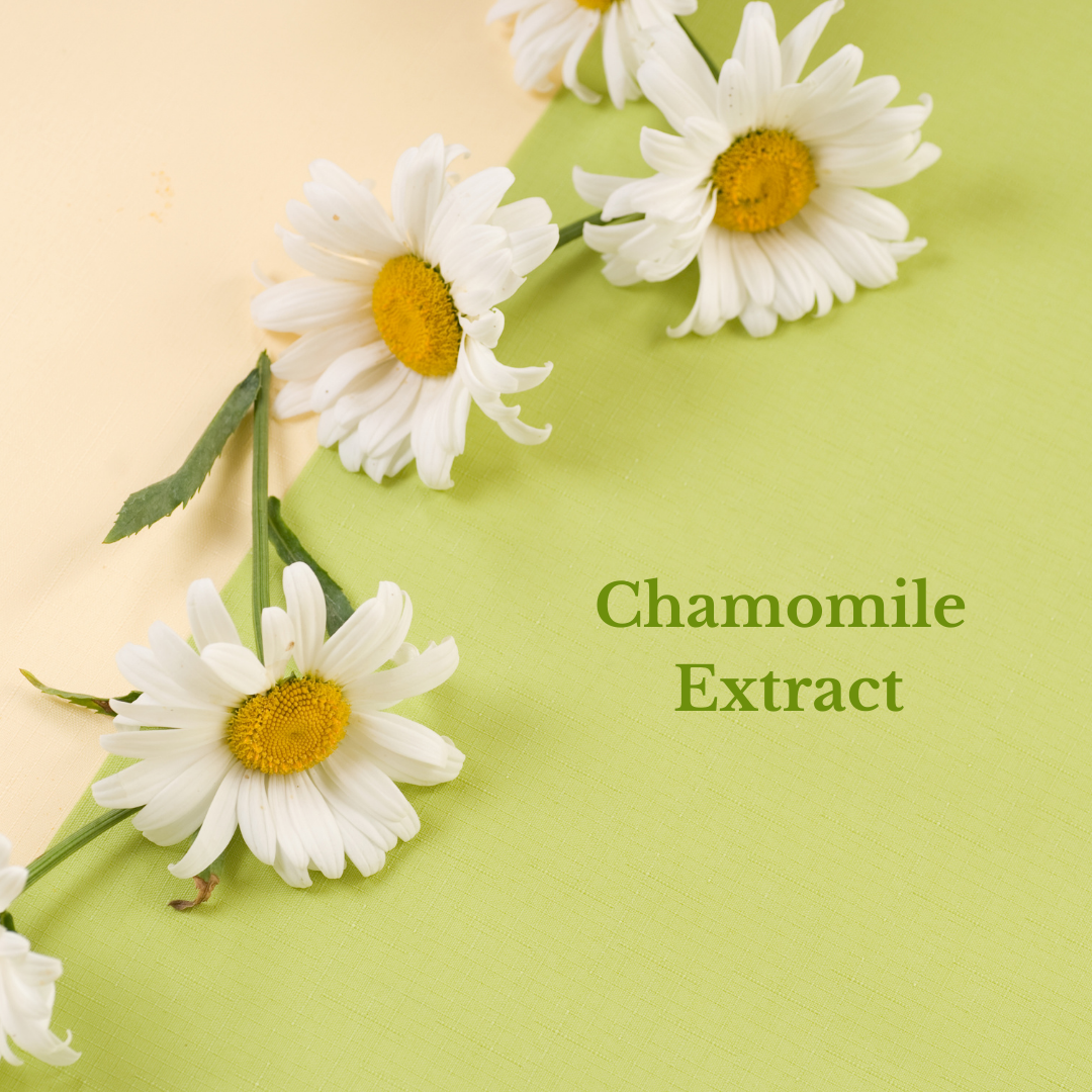 Chamomile flowers on green background highlighting Natural Rosewater Facial Toner ingredient
